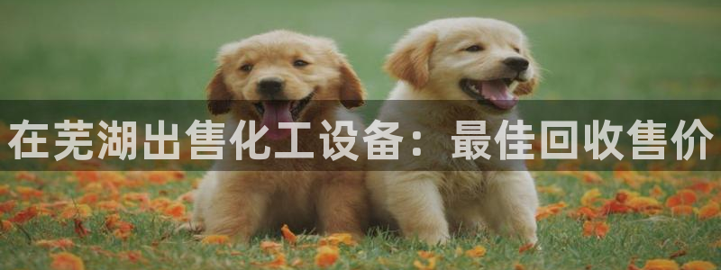 新城平台登录入口官网下载app