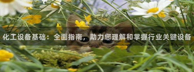 新城平台线路登录不上去怎么回事呀