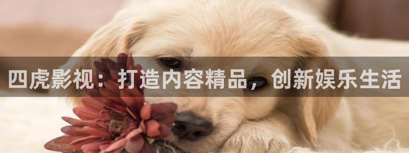 五五影视电影：四虎影视：打造内容精品，创新娱乐生活